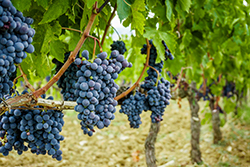 accounting for wineries